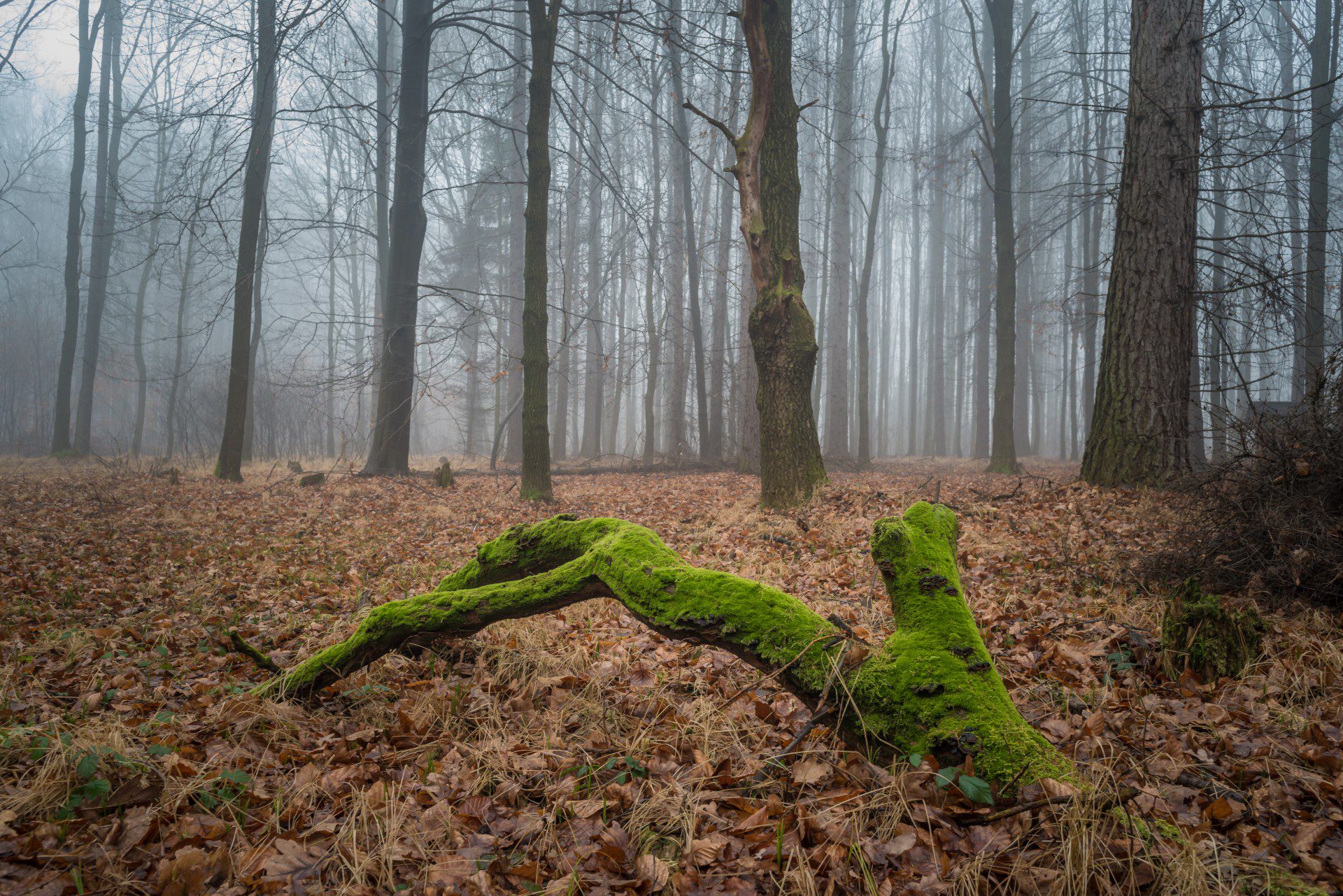 Secluded in the woods